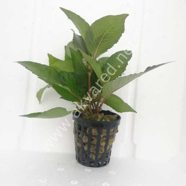 Hygrophila cherry leaf İTHAL BUKET