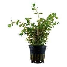 Bacopa rotundifolia BUKET ÖN SİPARİŞ