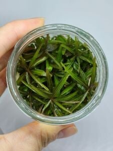 Hygrophila araguaia IN VITRO JAR (KAVANOZ)