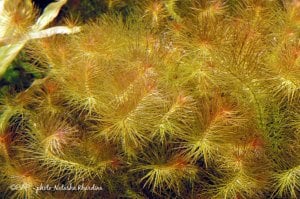 Bacopa myriophylloides IN VITRO JAR (KAVANOZ)