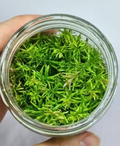 Bacopa myriophylloides IN VITRO JAR (KAVANOZ)