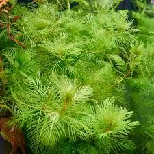 Myriophyllum mattogrossense BUKET ÖN SİPARİŞ