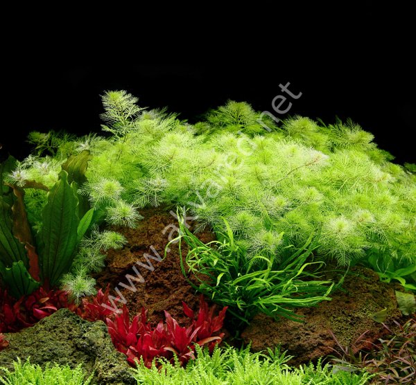 Myriophyllum mattogrossense BUKET ÖN SİPARİŞ