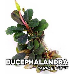 Bucephalandra apple leaf ADET - ÖN SİPARİŞ