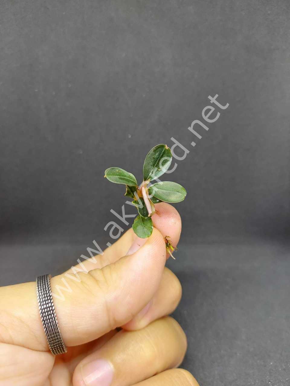 Bucephalandra apple leaf ADET - ÖN SİPARİŞ