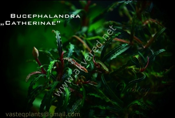Bucephalandra catherinae ADET İTHAL