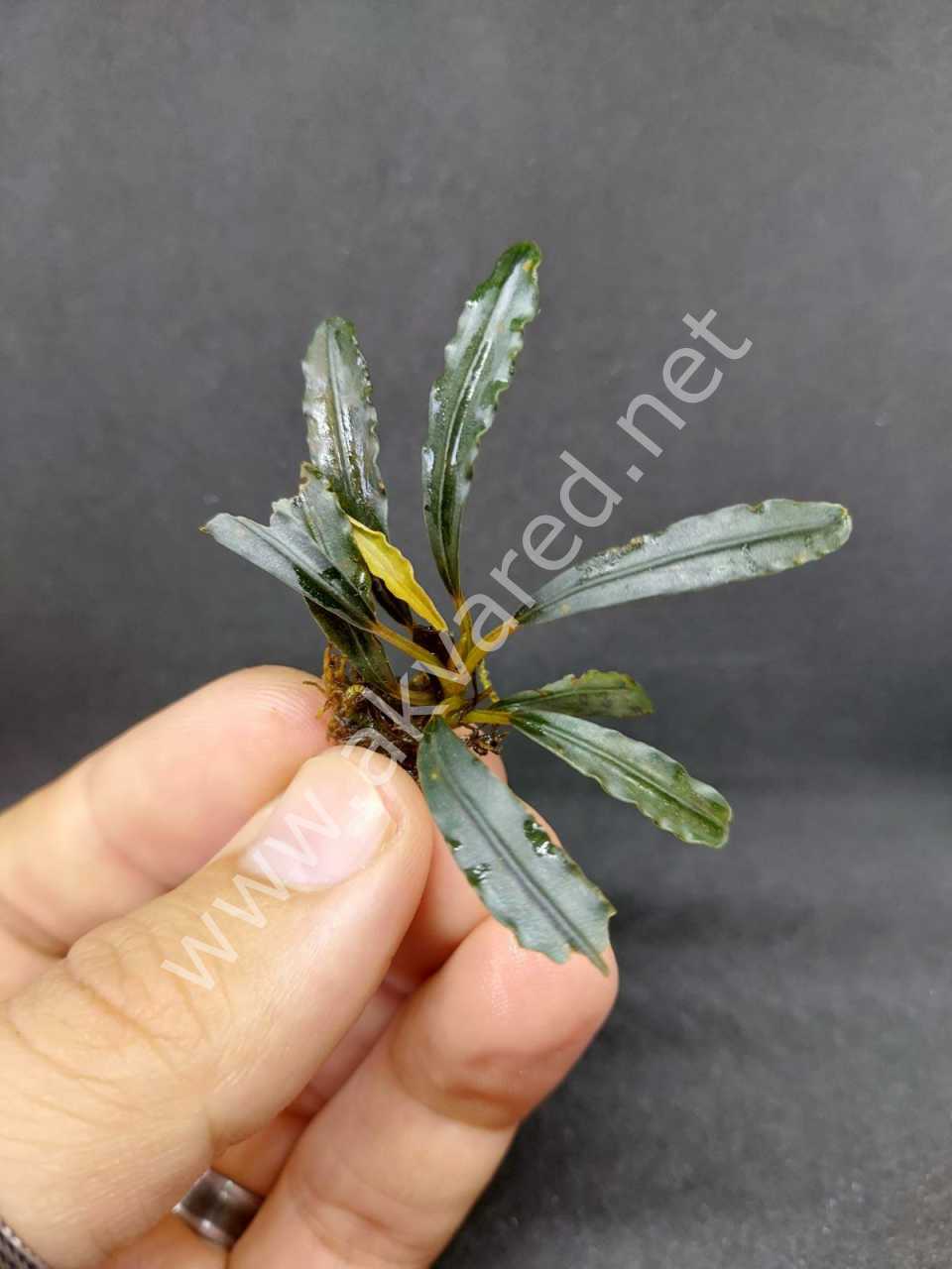 Bucephalandra crocodile ADET ÖN SİPARİŞ