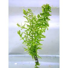 Rotala rotundifolia green İTHAL BUKET ÖN SİPARİŞ