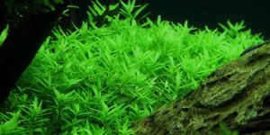 Rotala rotundifolia green BUKET ÖN SİPARİŞ