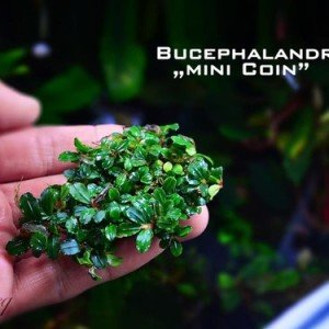 Bucephalandra mini coin ADET - ÖN SİPARİŞ