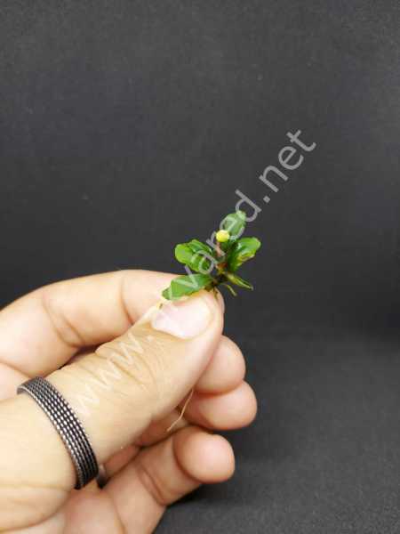 Bucephalandra mini coin ADET - ÖN SİPARİŞ