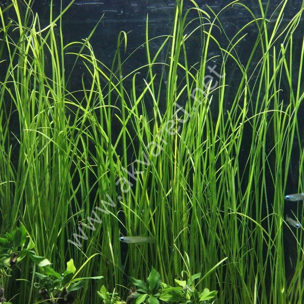 Vallisneria sp. nana (İnce Saz) BUKET  ÖN SİPARİŞ