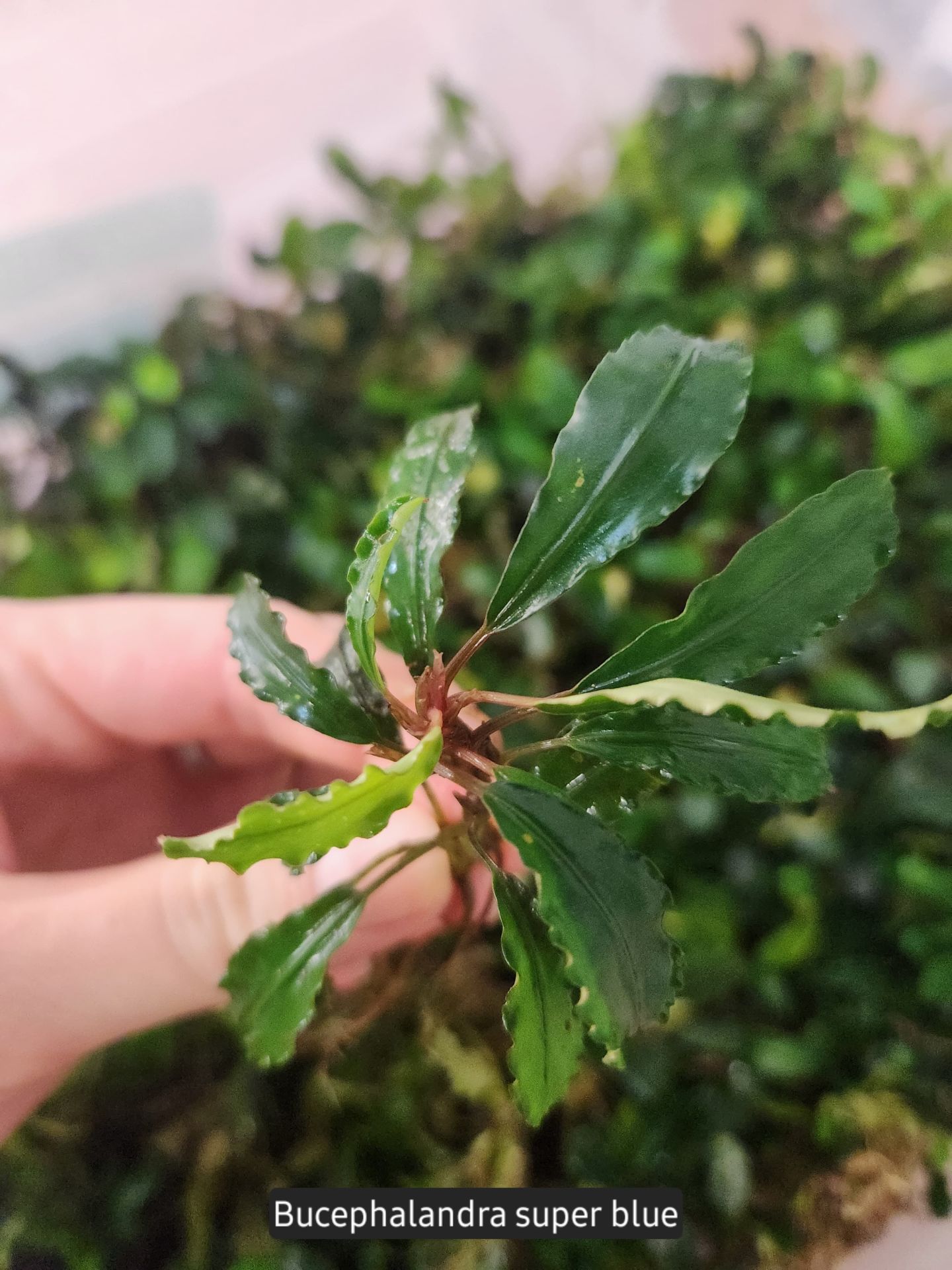 Bucephalandra super blue ADET