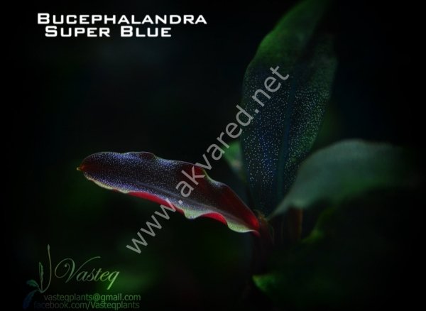 Bucephalandra super blue ADET İTHAL