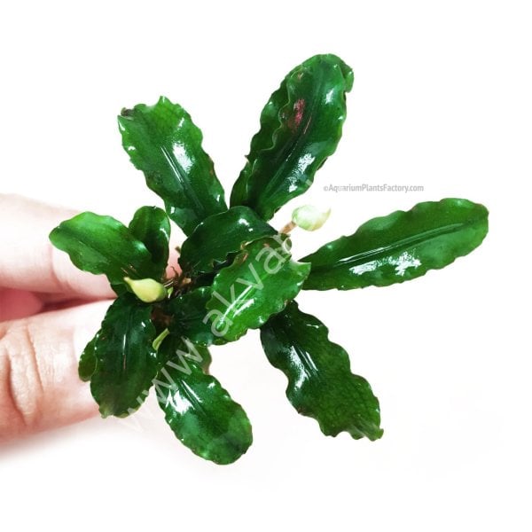 Bucephalandra wavy leaf ADET İTHAL