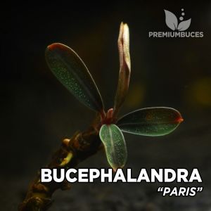 Bucephalandra paris ADET - ÖN SİPARİŞ