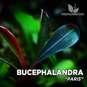 Bucephalandra paris ADET - ÖN SİPARİŞ