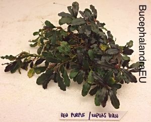 Bucephalandra red purple 10x10cm Kutu - ÖN SİPARİŞ