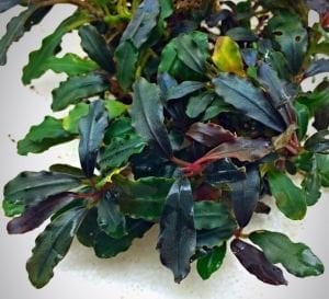 Bucephalandra red purple 10x10cm Kutu - ÖN SİPARİŞ