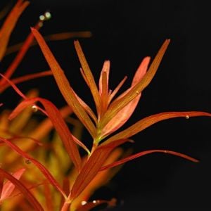 Rotala BLOOD RED IN VITRO JAR