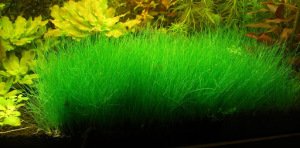 Eleocharis parvula IN VITRO CUP