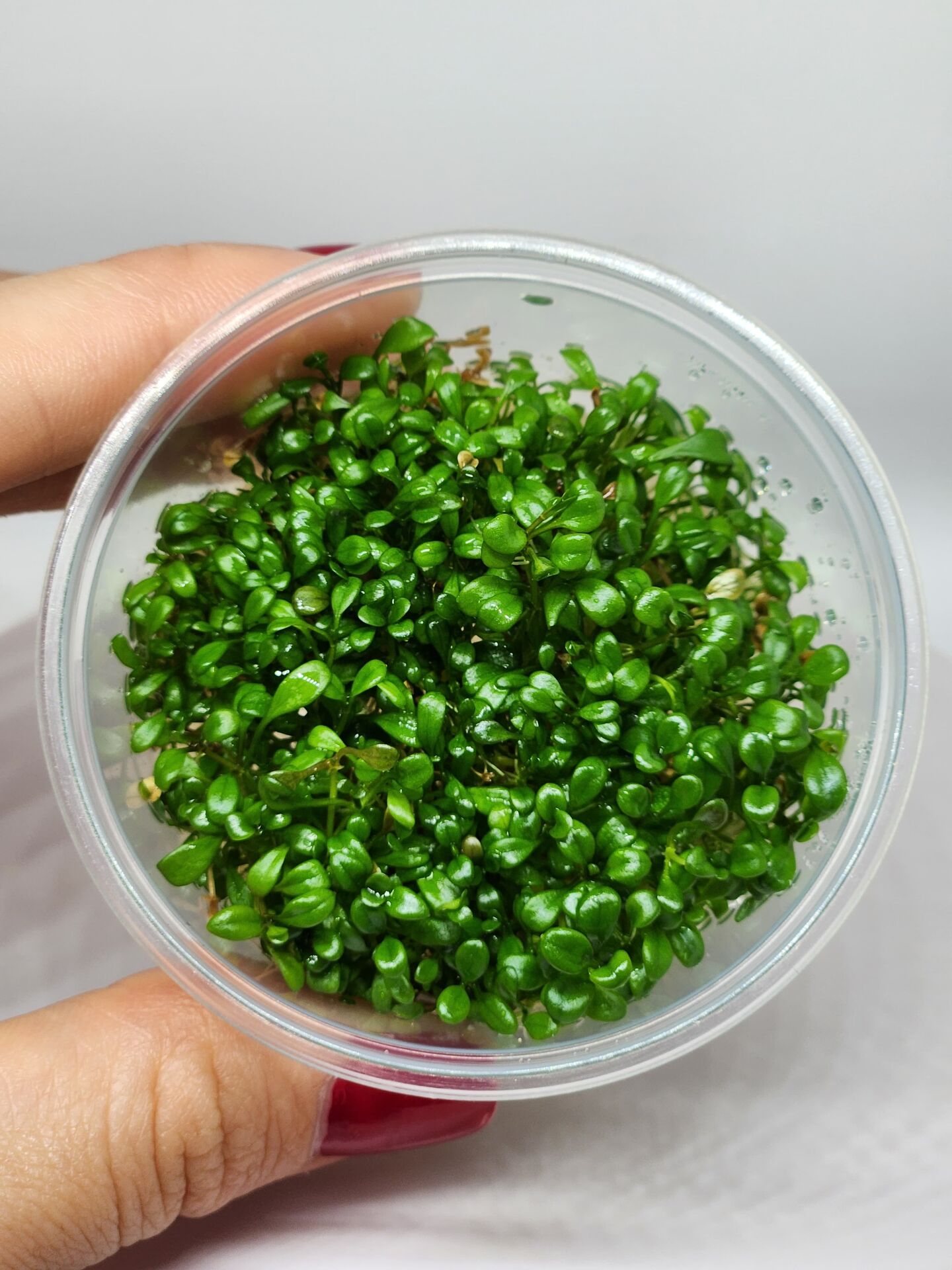 Glossostigma elatinoides IN VITRO CUP