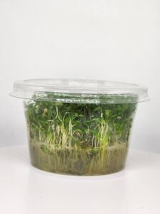 Glossostigma elatinoides IN VITRO CUP