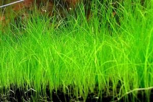 Eleocharis parvula mini IN VITRO CUP