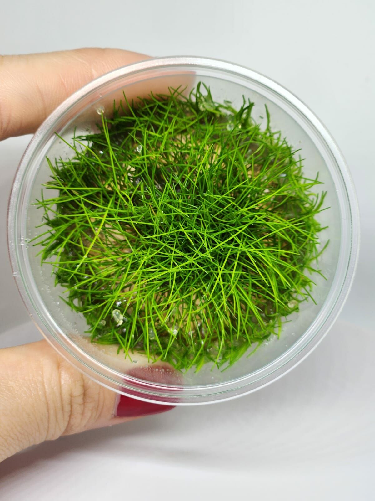 Eleocharis parvula mini IN VITRO CUP