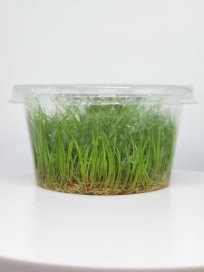 Eleocharis parvula mini IN VITRO CUP