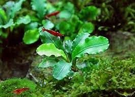 Bucephalandra broad wavy ADET İTHAL