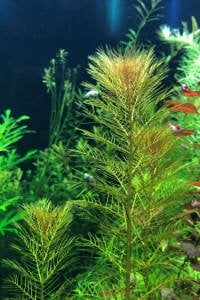 Myriophyllum tuberculatum SAKSI