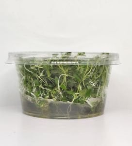 Bacopa australis IN VITRO CUP