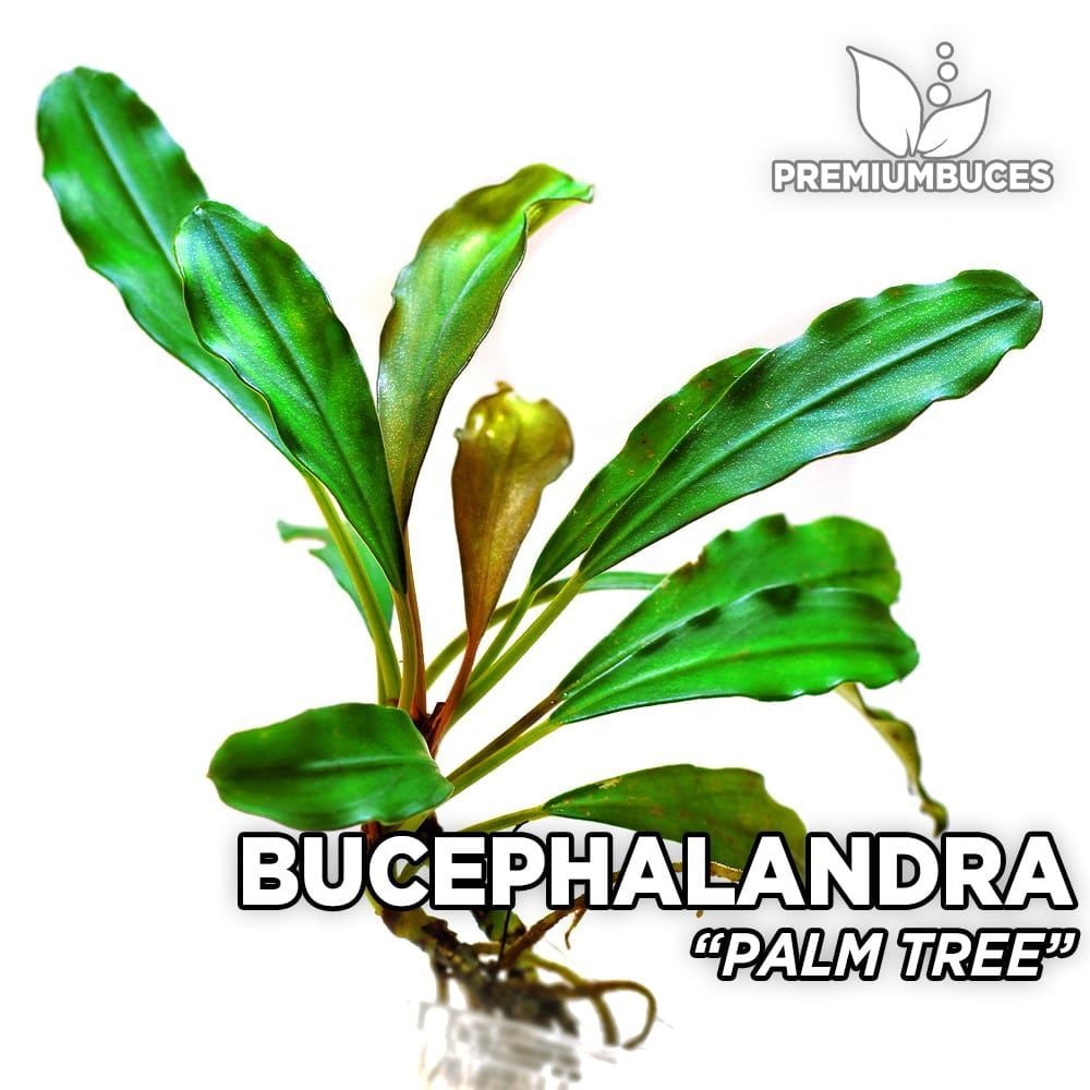 Bucephalandra palm tree ADET İTHAL