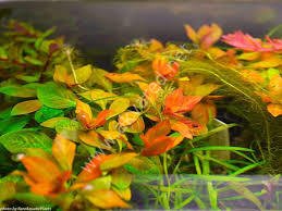 Ludwigia atlantis IN VITRO CUP