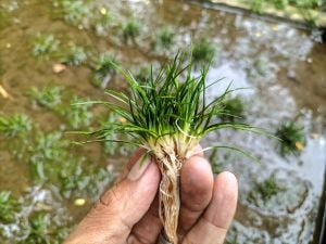 Eriocaulon feather duster ADET ÖN SİPARİŞ