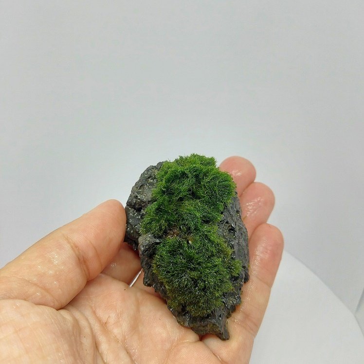 Moss Ball on Rock - S Boy