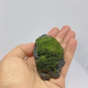 Moss Ball on Rock - S Boy