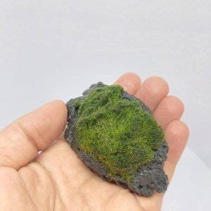 Moss Ball on Rock - S Boy