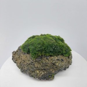 Moss Ball on Rock - M Boy