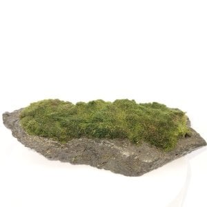 Moss Ball on Rock - L Boy