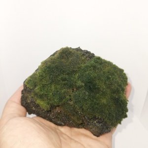 Moss Ball on Rock - L Boy