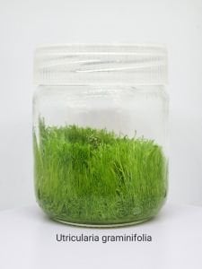 Utricularia graminifolia IN VITRO JAR (KAVANOZ)