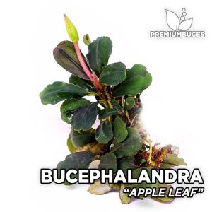 Bucephalandra mini boy karışık mix paket İTHAL PORSİYON 10x10 cm