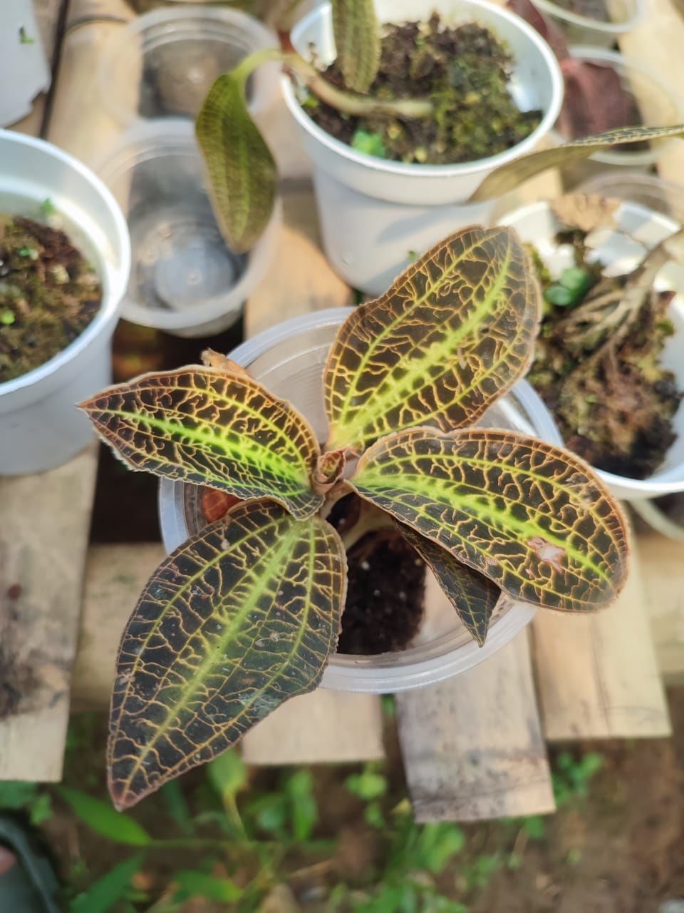 Jewel Orchid (Macodes sanderiana red) ADET ÖN SİPARİŞ