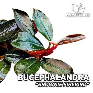 Bucephalandra brownie firebird İTHAL10X10 CM PORSİYON