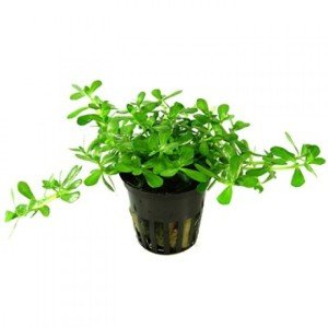 Bacopa compact SAKSI