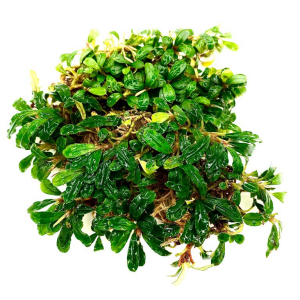 Bucephalandra mini melawi İTHAL10X10 CM PORSİYON