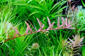 Rotala colorata SAKSI