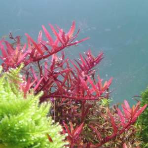 Rotala colorata SAKSI